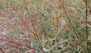 P11 WIERZBA PURPUROWA Salix purpurea