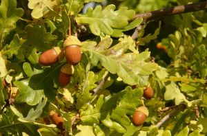 C2 DĄB SZYPUŁKOWY Quercus robur 20-40 CM.