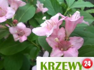 GK Krzewuszka cudowna weigela florida 120- 140 cm.