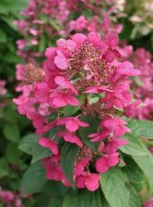 C3 HORTENSJA HYDRANGEA PANICULATA MAGICAL FLAME