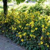 P11 Mahonia pospolita Złote kwiaty w ogrodzie HURT 25 sztuk.
