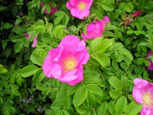 C2 Róża dzika rosa rugosa 40-60 cm.
