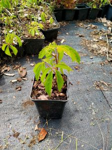 HURT 50 sztuk P9 Winobluszcz pięciolistkowy Parthenocissus quinquefolia